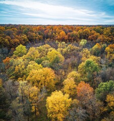 Naklejka premium Vibrant Autumn Landscape with Colorful Foliage Showcasing Various Shades of Yellow, Orange, and Green Among Tall Trees Under a Cloudy Sky