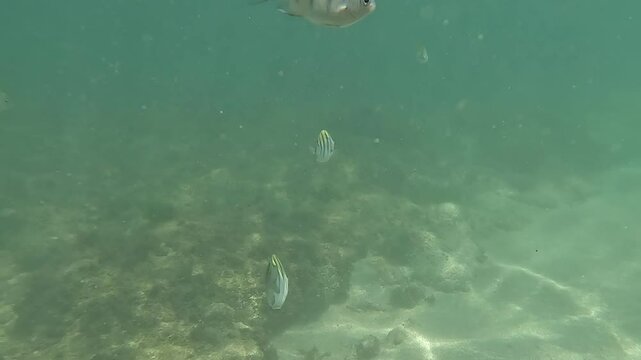 swimming with fish	