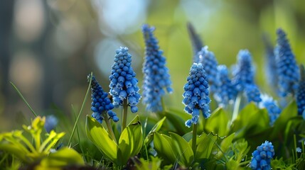 Beautiful Blue Flowering Plants in Vibrant Green Landscape