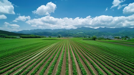 Serene Green Fields Under a Summer Sky