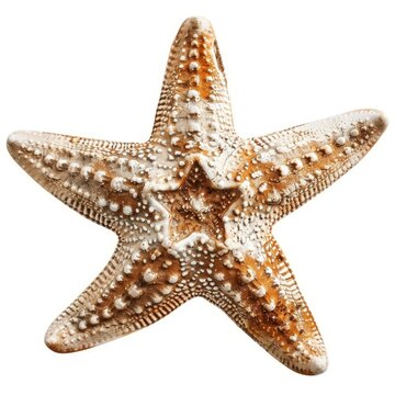 Ochre sea star - pisaster ochraceus - showing its rough, bumpy skin and five arms, isolated on white