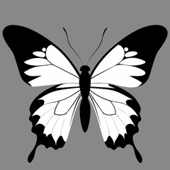 butterfly on a flower