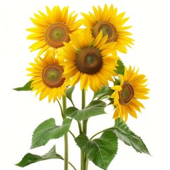 Fototapeta premium Five sunflowers blooming, isolated on a white background