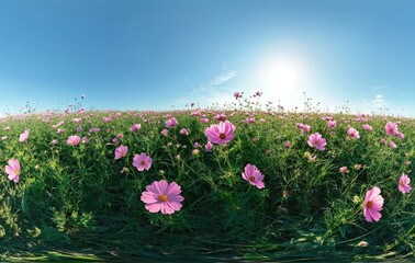 Fototapeta premium Vibrant Field of Pink Cosmos Flowers Under Clear Sunny Sky with Gentle Clouds and Bright Sunlight Enhancing Natural Beauty of Blooming Flora