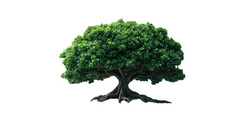 Fototapeta premium Lush green tree with sprawling roots isolated on transparent background
