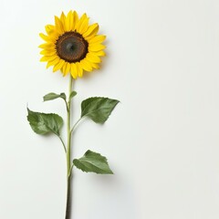 Fototapeta premium Sunflower with long stem and green leaves on white background, representing summer, growth, and nature