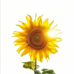 Obraz premium Sunflower with bright yellow petals blooming under bright sunlight on white background