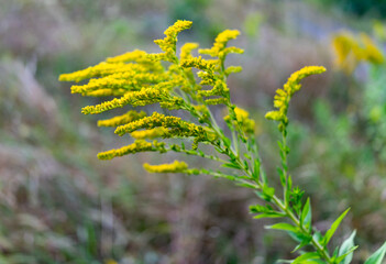 Beautiful yellow flowering plant in a natural setting during daytime