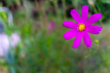 Fototapeta premium Vibrant pink flower blooming in a lush garden during sunny afternoon