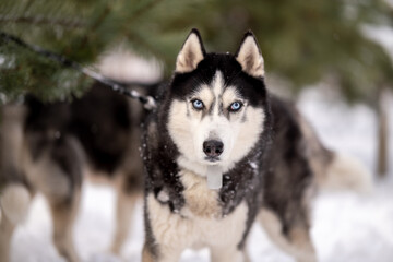 Women walk their husky dogs in the park in winter.