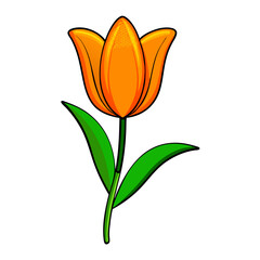 Orange tulip with green leaves  vector illustration (5)