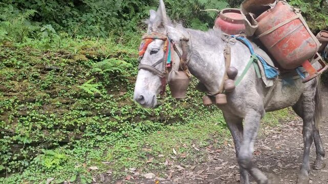 Donkey in the Nepalese mountain