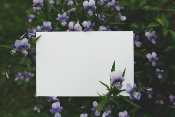 Blank white card surrounded by blooming purple flowers and green leaves in a natural setting