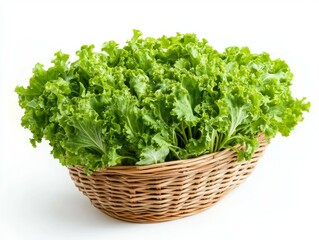 Fototapeta premium endive in a basket, lettuce leaves fresh produce in white background