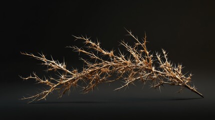 Obraz premium Dry thorn branch with intricate textures against a dark background showcasing natural composition and organic beauty.