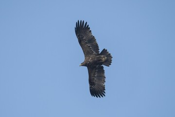 Majestic eagle soaring in clear blue sky.
