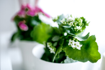 Beautiful spring flowers on windowsill background