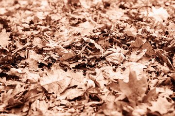 Mocha Mousse - color of the year 2025. autumn leaves texture