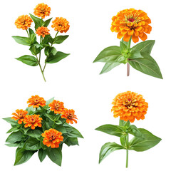 Vibrant Zinnia Flower Blooming in White Background 