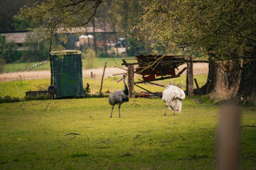 Zwei Nandus auf einer Wiese in ländlicher Umgebung