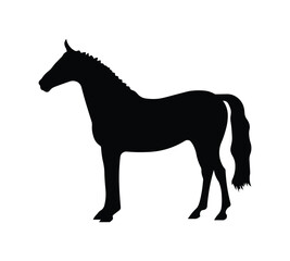 Side view of Beautiful Horse Standing Vector illustration, or colouring on white background.