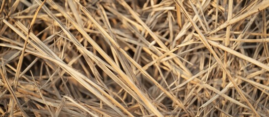 Obraz premium Textured dry bamboo stalks creating a rustic and earthy background for natural design projects and organic aesthetic themes