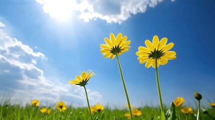 Tall yellow daisies in a vibrant meadow under a blue sky with white clouds showcasing selective focus on floral beauty and nature's tranquility