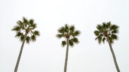 Palm trees swaying in the wind under an overcast sky creating a tranquil landscape perfect for holiday themes and nature backgrounds
