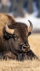 Close-up of a bison resting in a dry grassy field, showcasing its large horns and thick fur