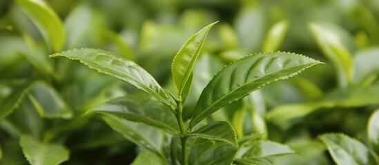 Fototapeta premium Close-up of fresh tea leaves showcasing vibrant green foliage in a lush tea plantation environment.