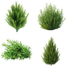 Fresh Rosemary Plant on White Background 