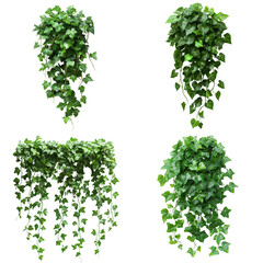Lush Ivy Plant Vines Cascading on White Background