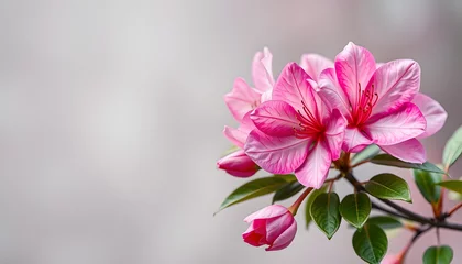 Fotobehang mockup greeting card. spring composition. flowering branch of azalea and space for text. congratulation. invitation, Dynamic motion. isolated with white shades © Lola