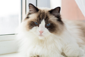 Portrait of a beautiful Ragdoll cat in a home environment