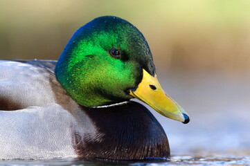 Anas Platyrhynchos aka wild or mallard duck male.