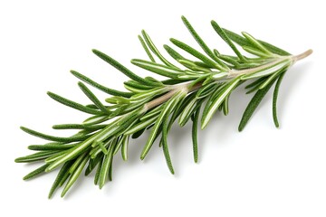 Fototapeta premium A delicate sprig of rosemary with narrow green leaves, curving slightly, isolated on a white background.