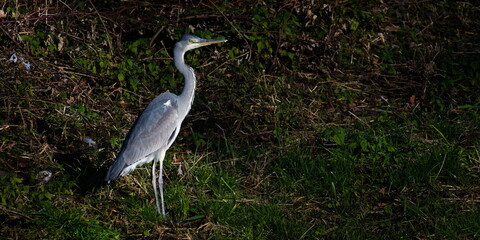 Ardea cinerea aka grey heron. Majestic fish hunting bird in his habitat. Standing on the bank river Becva in Roznov pod Radhostem. Nature of Czech republic.