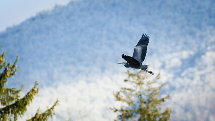 Ardea cinerea aka grey heron. Huge bird is flying above the river in Czech republic. Mountains in the background.