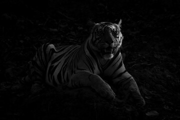 Mono tiger lies on rocks in half-light