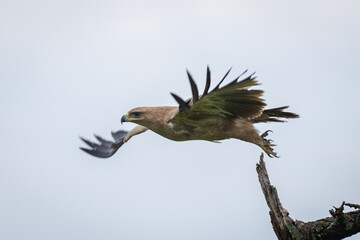 Tawny eagle spreads wings flying from branch