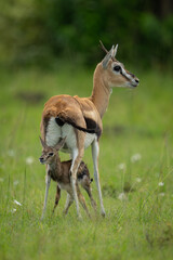 Thomson gazelle stands over newborn on grassland