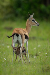 Thomson gazelle stands above newborn on grassland