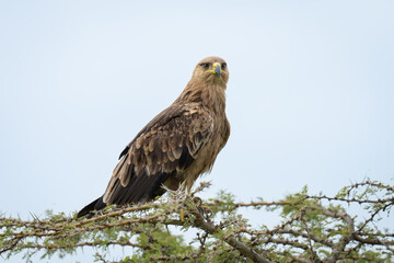 Tawny eagle turns head on whistling thorn