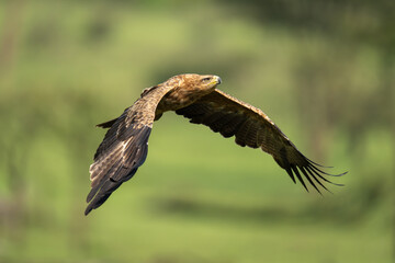 Tawny eagle flies across savannah dropping wings