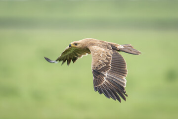 Tawny eagle flies across grassland lowering wings