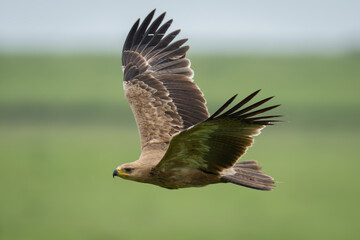 Tawny eagle flies across grassland raising wings