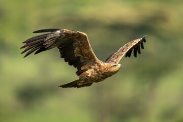 Tawny eagle flies across savannah raising wings