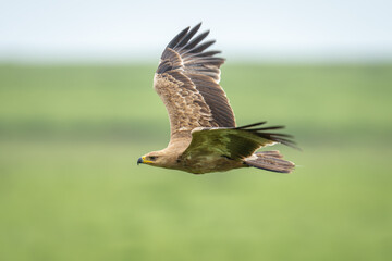 Tawny eagle flies across savannah lifting wings