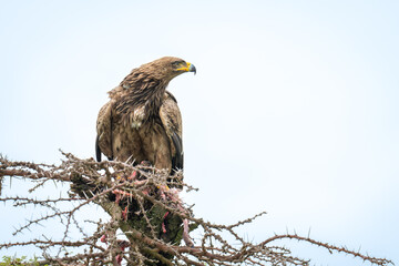 Steppe eagle turns head on whistling thorn