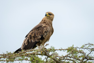 Tawny eagle cocks head on whistling thorn